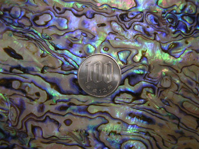 . seat * New Zealand abalone ( Special on goods )* cut none * seal none * natural color 