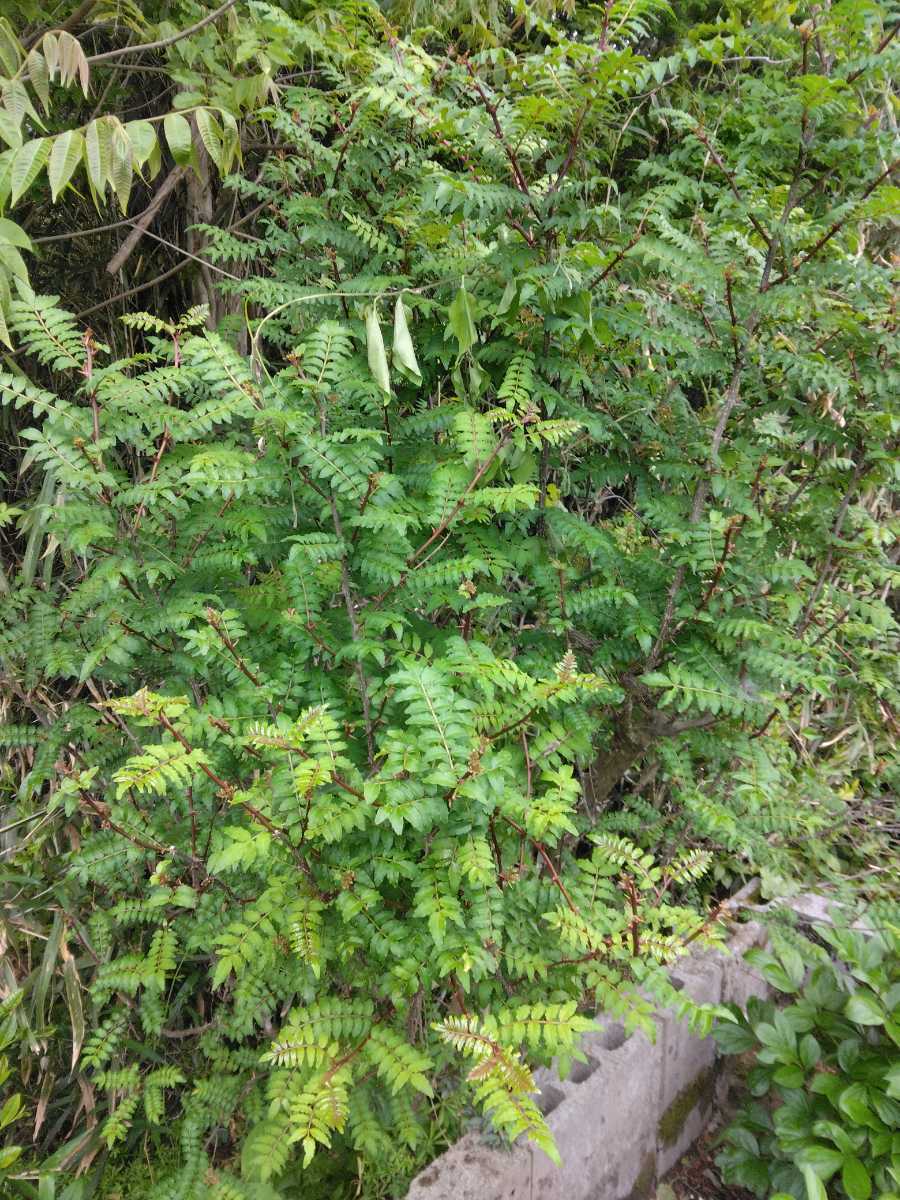 山椒の新葉　300枚以上　もちろん無農薬です。朝に採取して当日発送します。_4月28日撮影