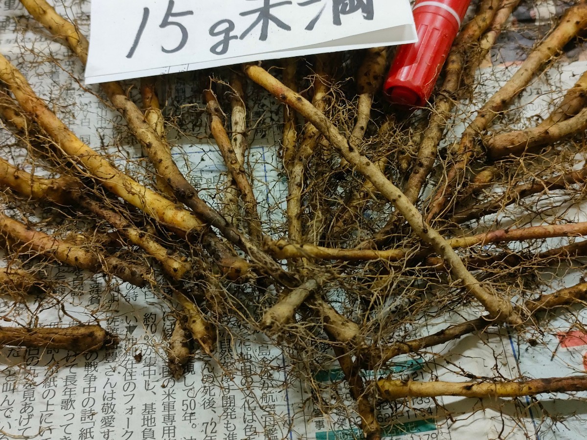 ｍｎ15−30・むかご一本苗・15ｇ未満（目安10〜15ｇ）の種芋・自然薯種芋・30本・殺菌剤処理済！_画像4