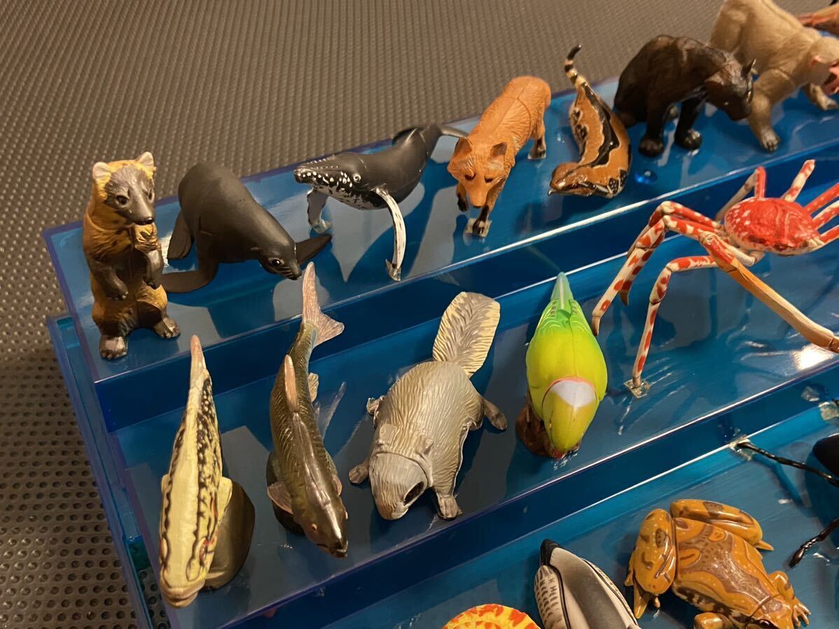 チョコエッグ 日本の動物コレクション 海洋堂 シークレット2体含む26体セットの画像3