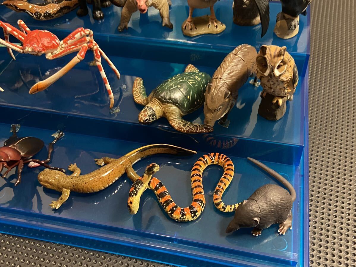 チョコエッグ 日本の動物コレクション 海洋堂 シークレット2体含む26体セットの画像6