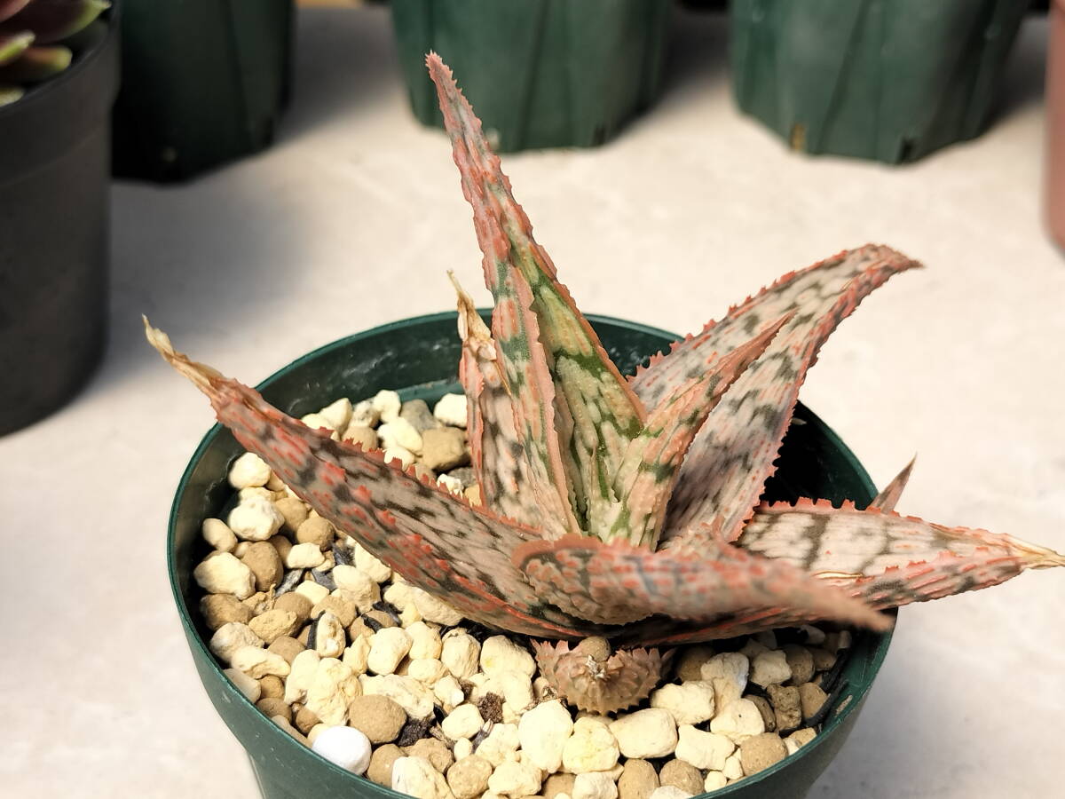 Aloe \'Pink Blush\' aloe pink brush [ succulent plant decorative plant seedling ]