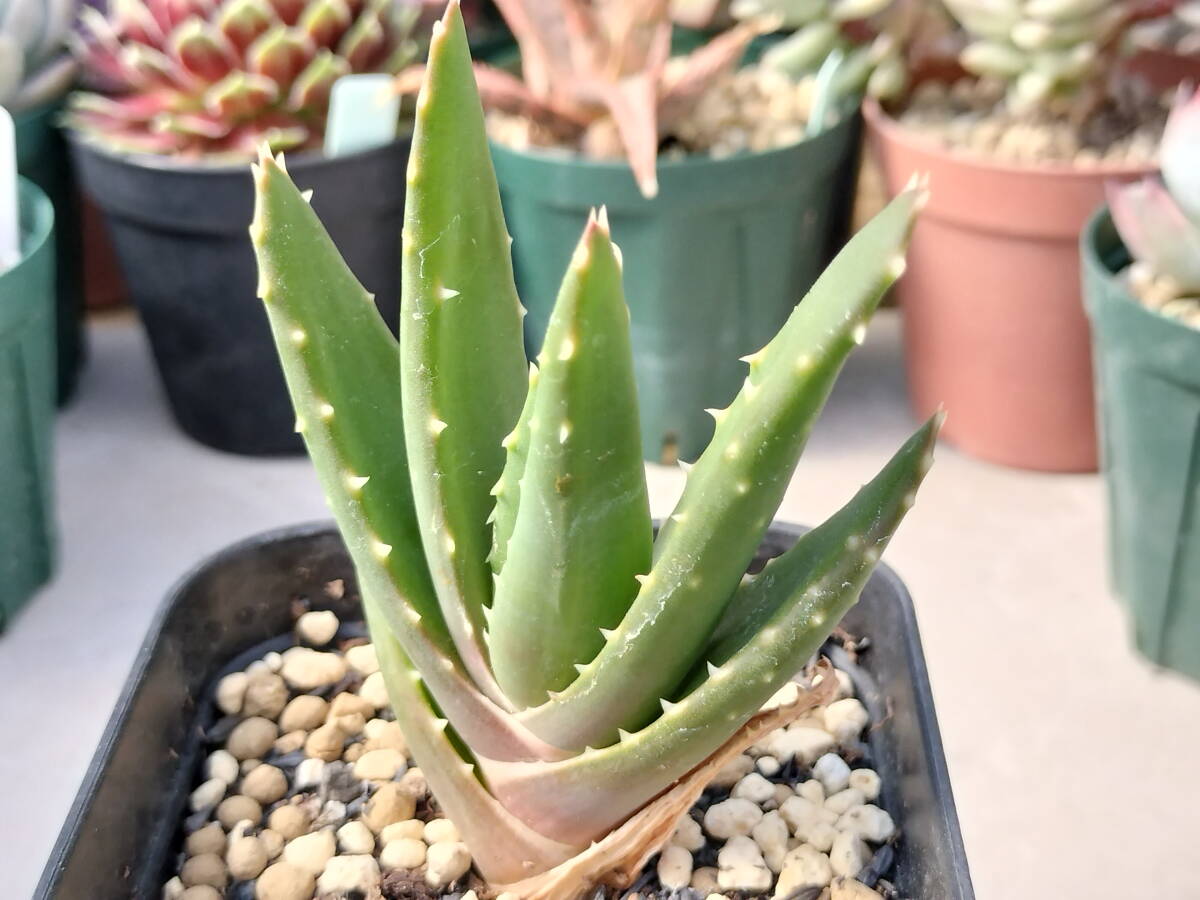 アロエ 不夜城 ［多肉植物 観葉植物 苗］の画像1