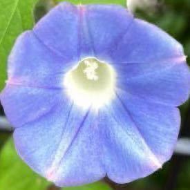 ミニ朝顔の種 マルバアメリカアサガオ 水色 あさがお 丸葉 ブルー ミニサイズの花が咲く朝顔の種子の画像2