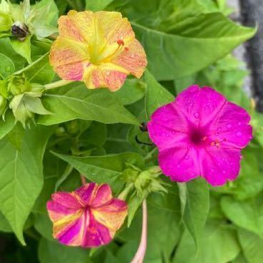 おしろい花の種　ピンク×黄色　絞り咲き　単色　白粉花　オシロイバナ_画像3