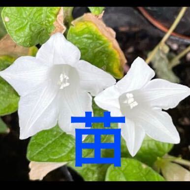 【桔梗咲き白】　桔梗咲き朝顔の苗　白花　ホワイト　朝顔苗　あさがお苗_画像1