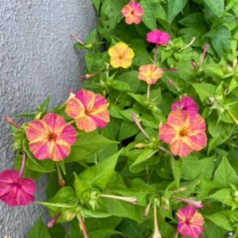 おしろい花の種　ピンク×黄色　絞り咲き　単色　白粉花　オシロイバナ_画像4