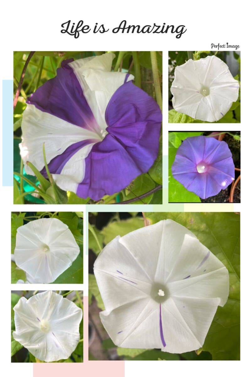 『松島』 変化朝顔の種 白地に紫が挿す あさがおの種 アサガオの種 松島葉の画像1