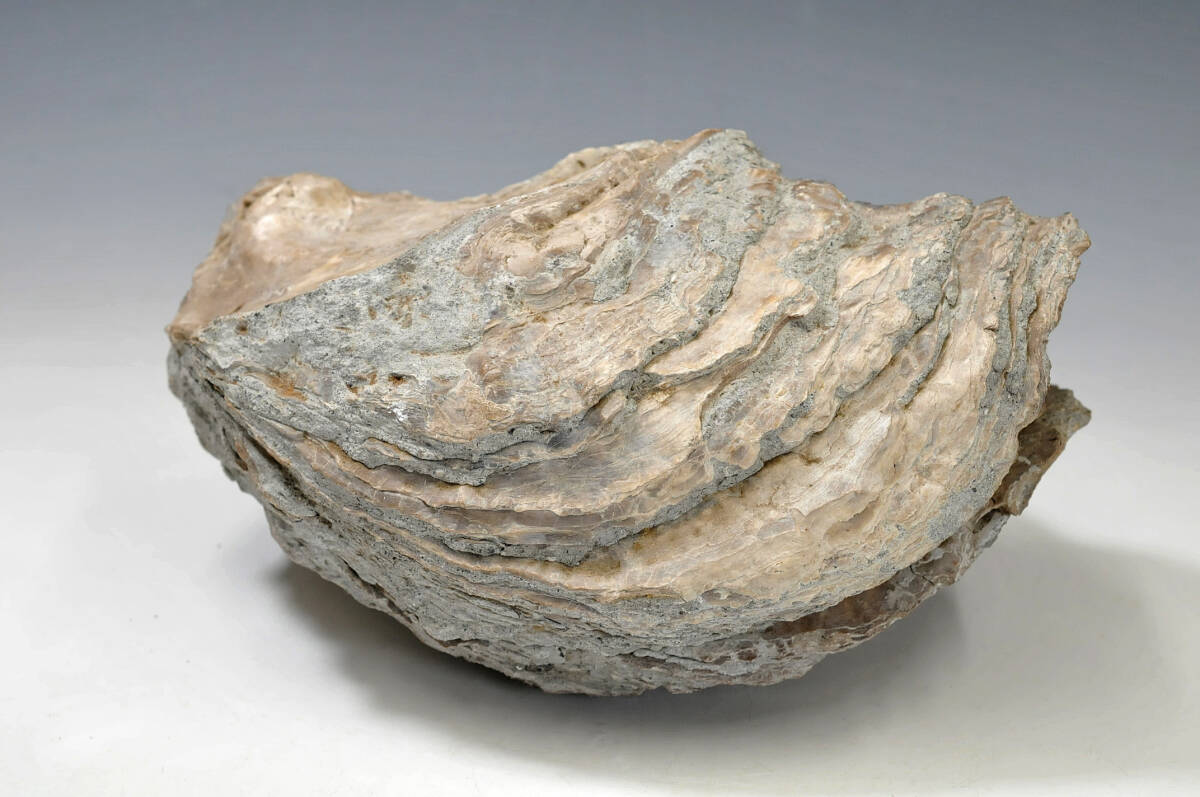 【化石】 シェル 牡蠣 高さ：14cm 横幅：26cm 重量：7.9kg 産地不明 ● 二枚貝 0103002-7の画像4