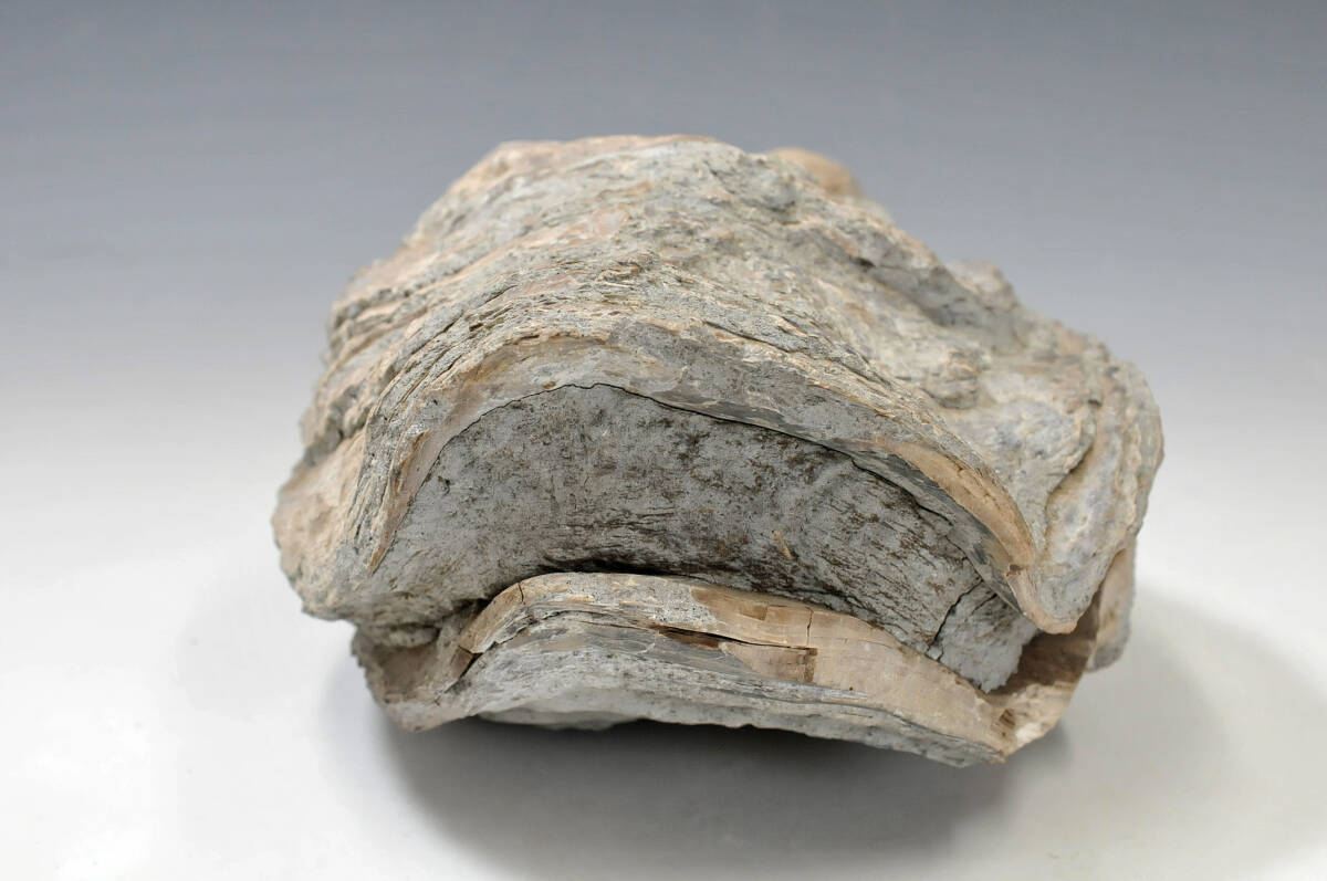 【化石】 シェル 牡蠣 高さ：14cm 横幅：26cm 重量：7.9kg 産地不明 ● 二枚貝 0103002-7の画像5