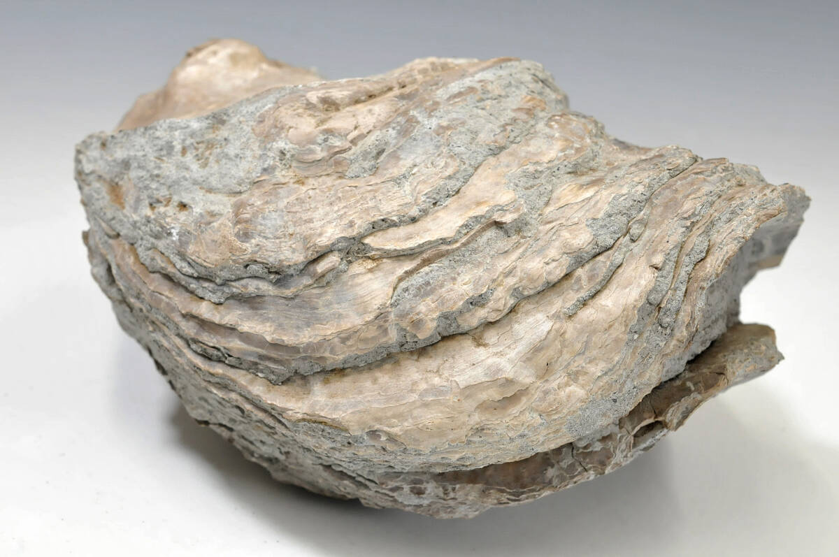 【化石】 シェル 牡蠣 高さ：14cm 横幅：26cm 重量：7.9kg 産地不明 ● 二枚貝 0103002-7の画像8