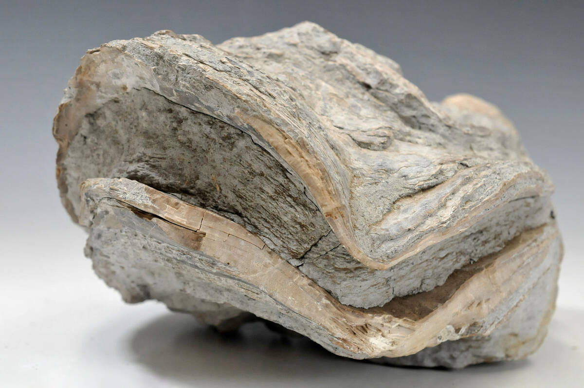 【化石】 シェル 牡蠣 高さ：14cm 横幅：26cm 重量：7.9kg 産地不明 ● 二枚貝 0103002-7の画像9