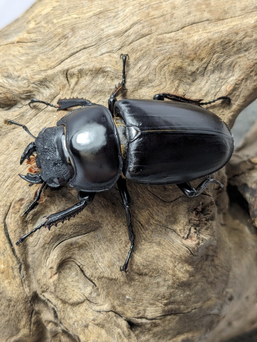 ②※発送日限定※インドアンタエウス♂79.4mm×♀48mmペア　_画像6