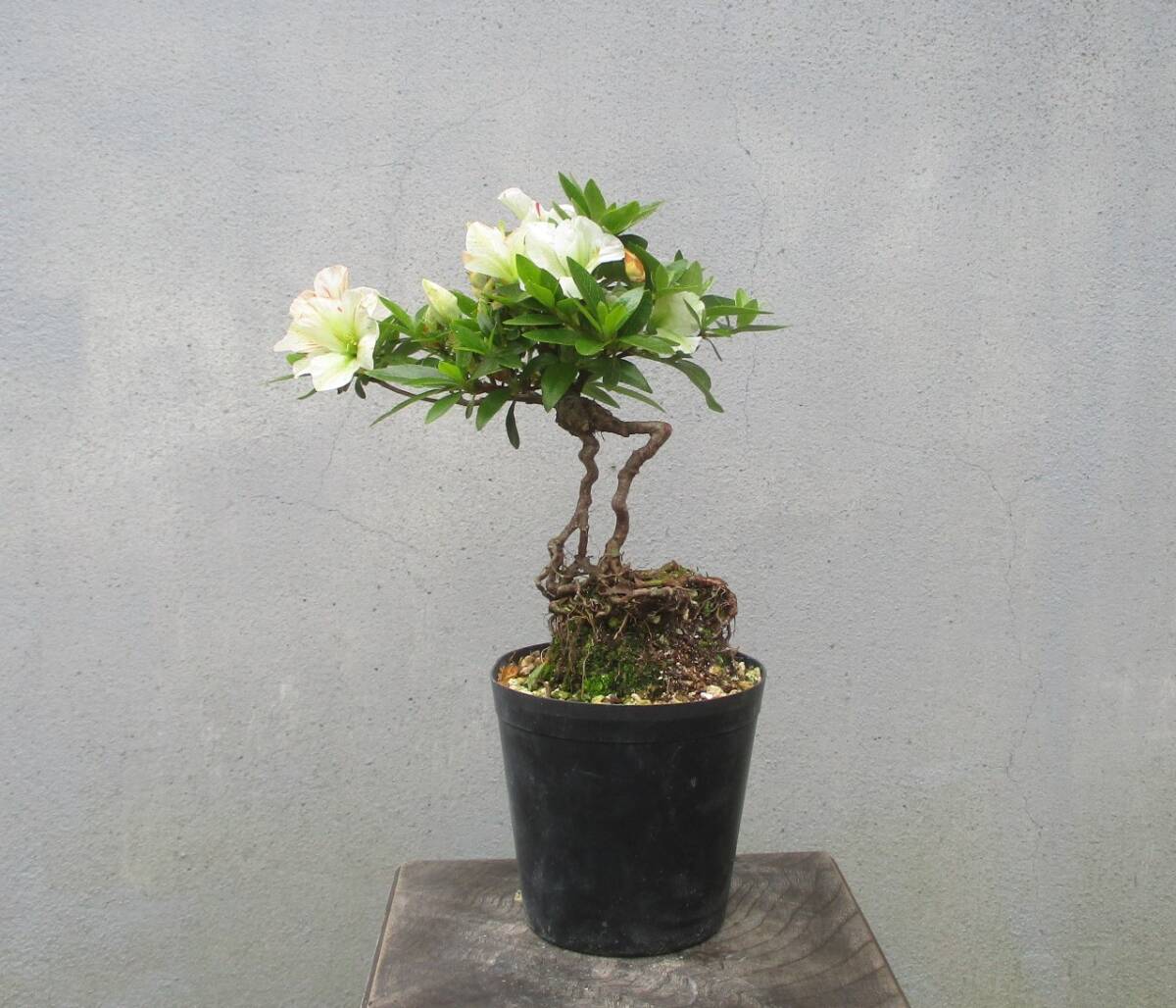 小品　根上がり　さつき盆栽　　◆緑花の泉◆　　鉢　　　３号深_画像5