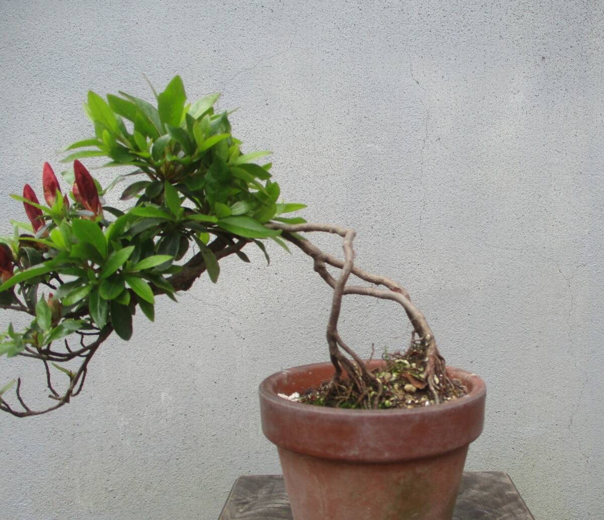 小品　根上がり　さつき盆栽　　◆緋縅◆　　鉢　　　３号深_画像2