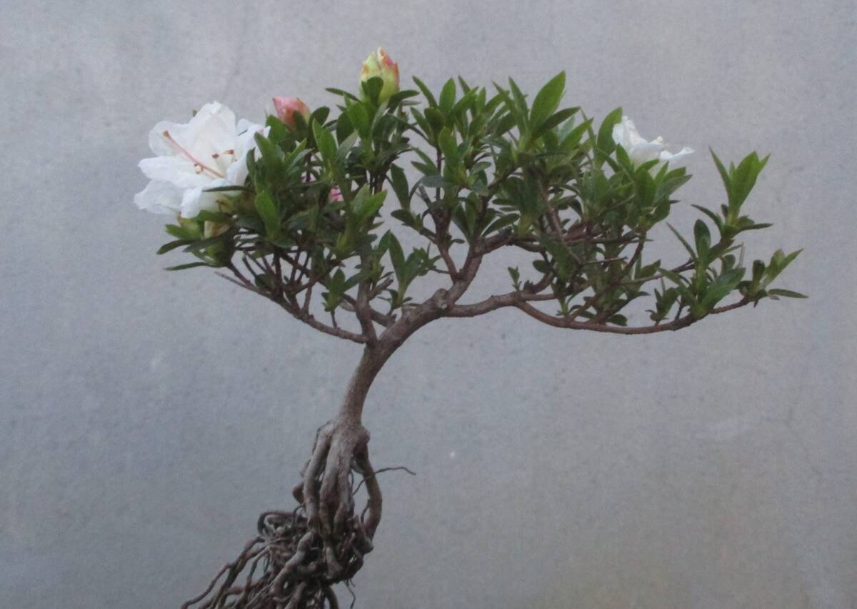 小品 根上がり さつき盆栽  ◆小太郎◆  鉢   １０.５ｃｍの画像3