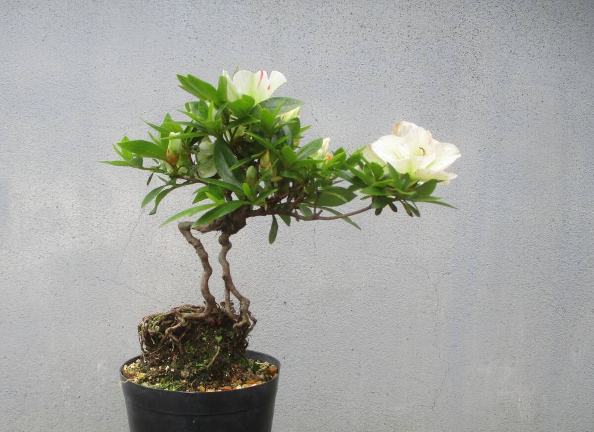 小品　根上がり　さつき盆栽　　◆緑花の泉◆　　鉢　　　３号深_画像2