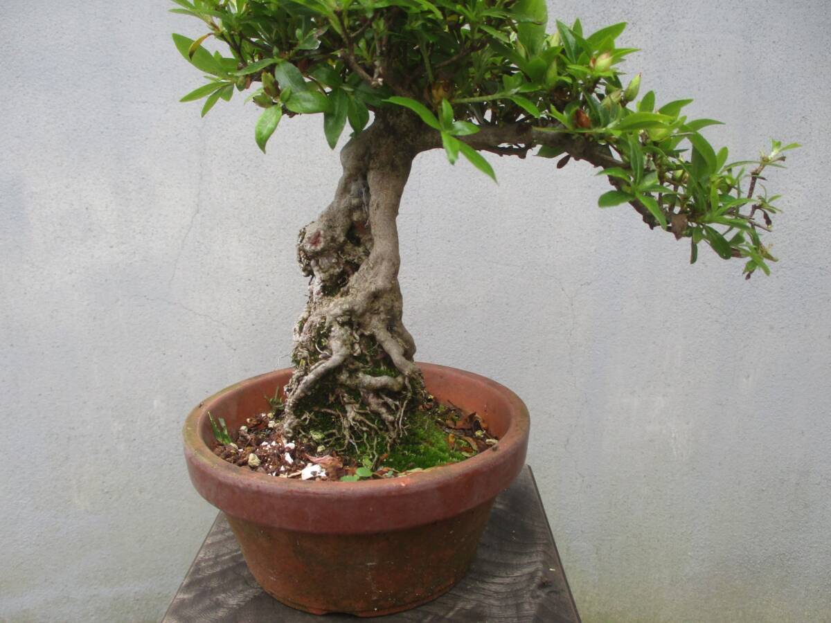  small goods root finished satsuki bonsai * morning Sakura * pot 4.5 number 