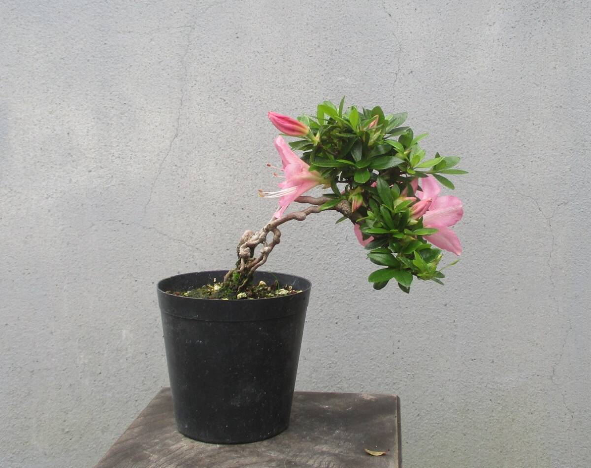 小品　根上がり　さつき盆栽　　◆桜姫◆　　鉢　　　３号深_画像5