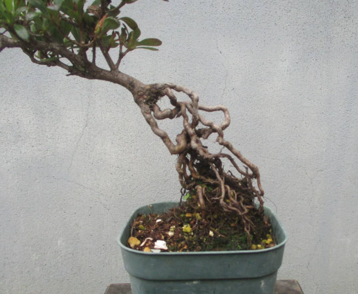 小品 根上がり さつき盆栽  ◆若恵比須◆  鉢  ９＊９ｃｍの画像2