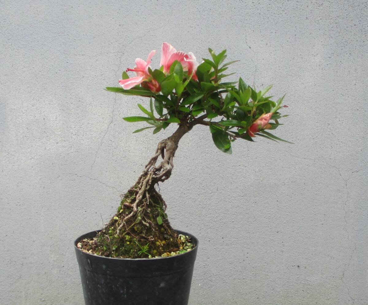小品　根上がり　さつき盆栽　　◆椿姫◆　　鉢　　　３号深_画像6