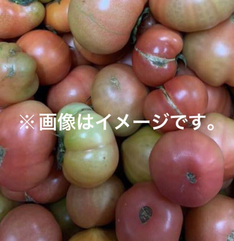  каждый год очень популярный! Kumamoto префектура производство есть перевод соль ... помидор 8kg степень 
