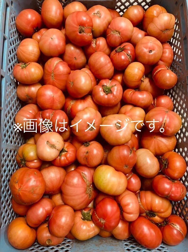  каждый год очень популярный! Kumamoto префектура производство есть перевод соль ... помидор 8kg степень 