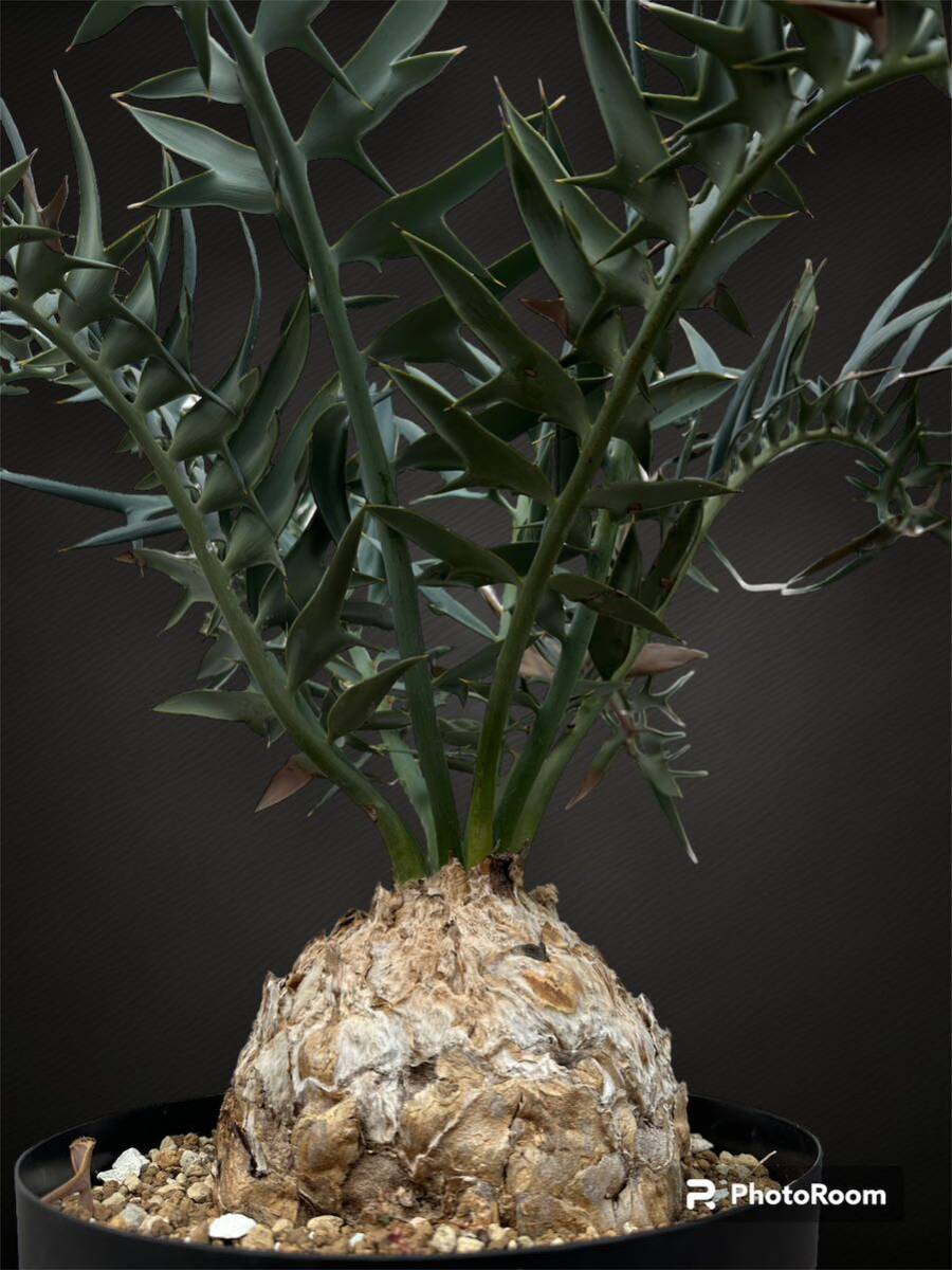 ★エンセファラルトス ホリダス★発根済み★南アフリカ原産 大型15cm 超美株 Horridus Encepharaltos 国内フラッシュ ドワーフ アガベの画像7