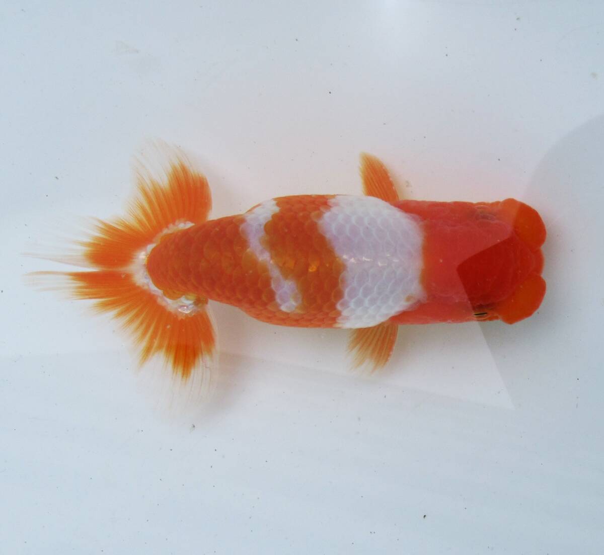 [ heaven Akira golgfish ]### carefuly selected book@ life fish ## # special selection fish # two -years old fat stop. beautiful tail shape. .. convention for #M12