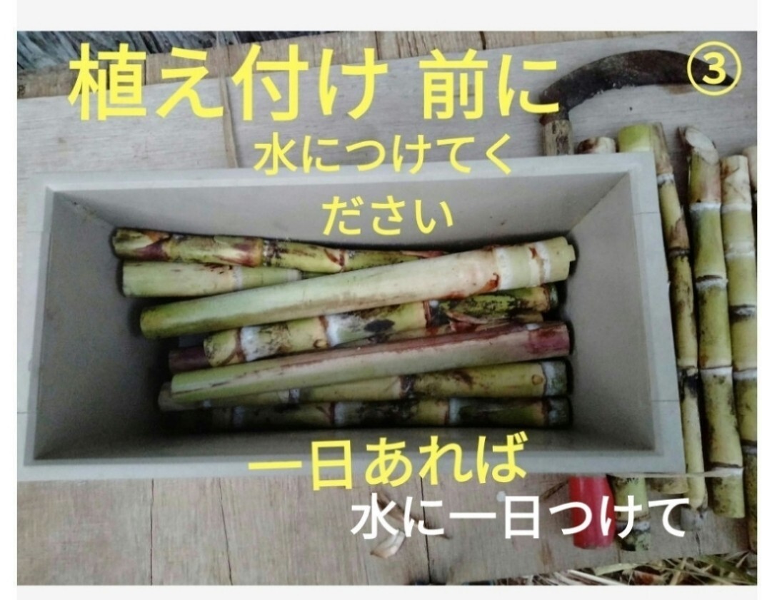 GW前にサトウキビ植えましょう〜    Sale999円→777円  リピート様 多数の画像9