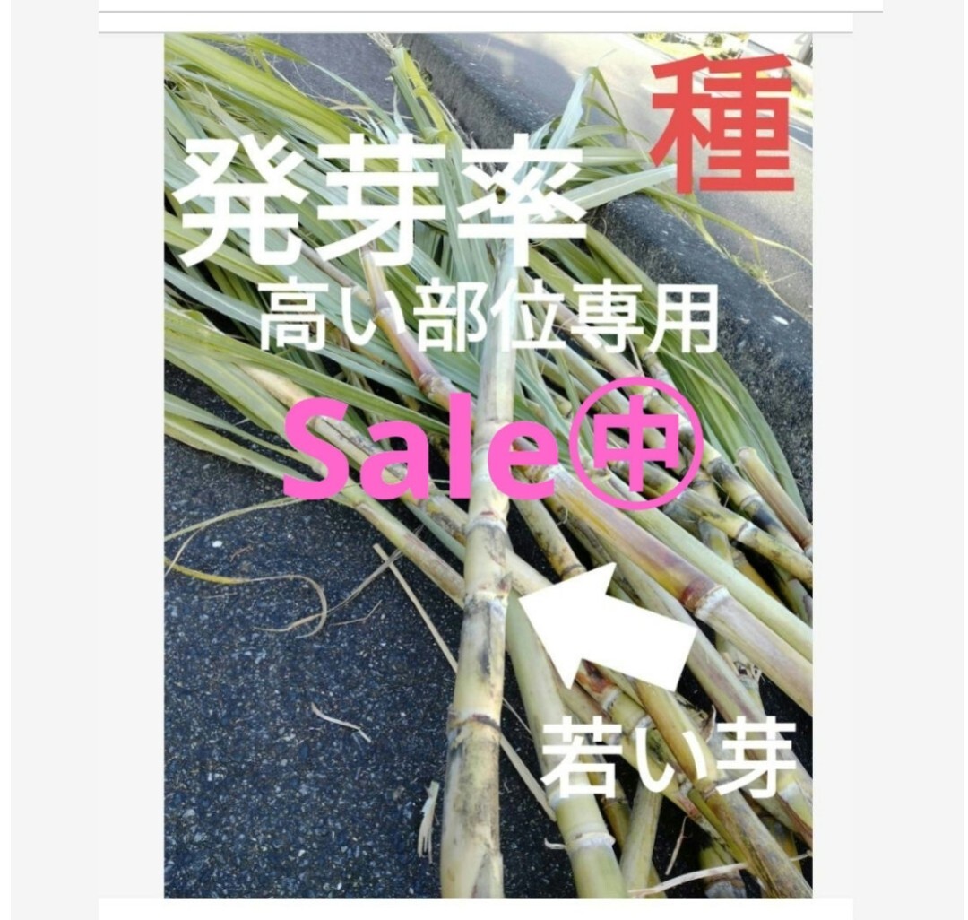 GW前にサトウキビ植えましょう〜  Sale999円→777円 リピート 多数の画像10