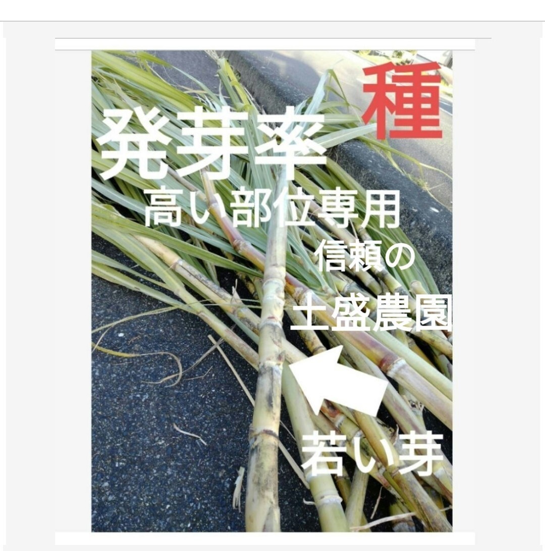 GW前にサトウキビ植えましょう〜  Sale999円→777円 リピート 多数の画像8