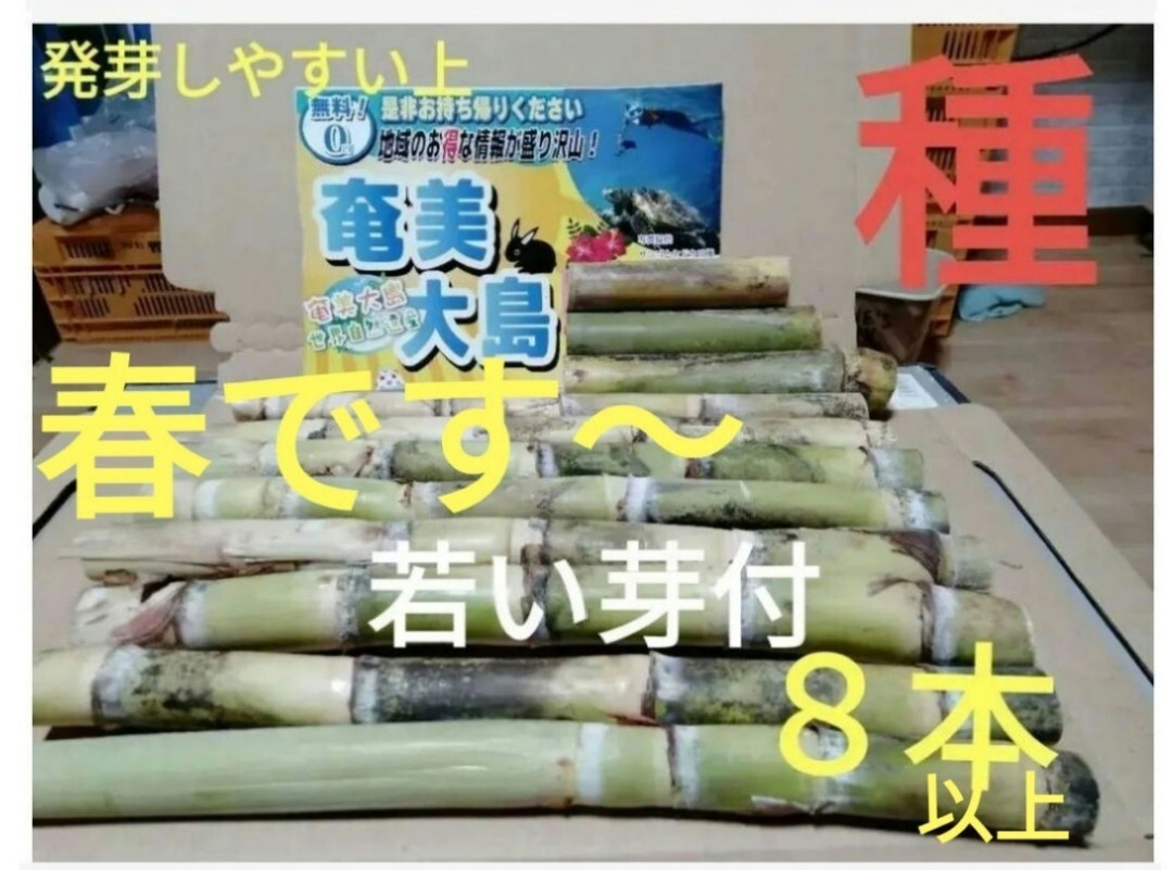 GW前にサトウキビ植えましょう〜    Sale999円→777円  リピート様 多数の画像3