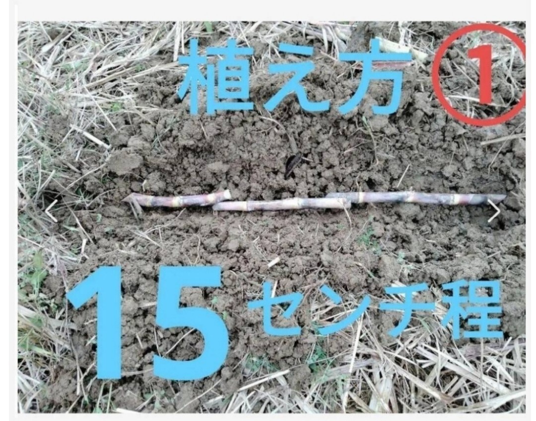 GW前にサトウキビ植えましょう〜    Sale999円→777円  リピート様 多数の画像7