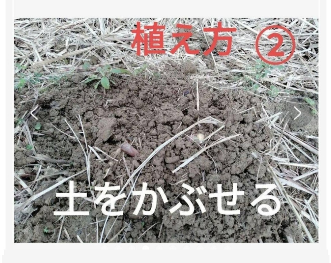 GW前にサトウキビ植えましょう〜  Sale999円→777円 リピート 多数の画像6