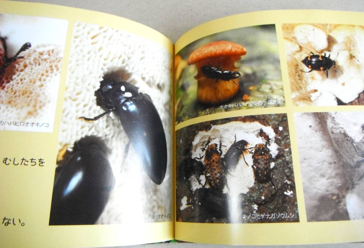  mushrooms msi, litter msidamasi other [.. . restaurant ... fully photograph picture book ] new ../ photograph * writing 