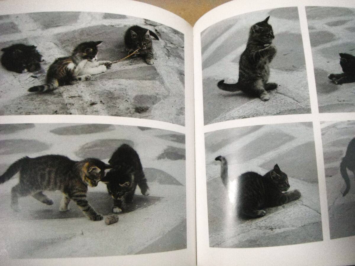 !即決! ギリシャの島々の子猫たち「Kittens of the Greek Islands」Hans Silvester _画像4