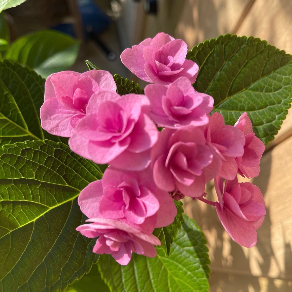 紫陽花特大株　9号鉢　6年生　花芽出てあります。