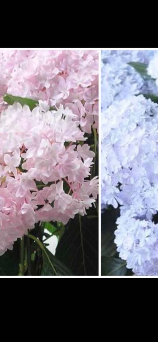 紫陽花大8号鉢　花芽で出てあります。希少紫陽花桜のころ小苗オマケ付