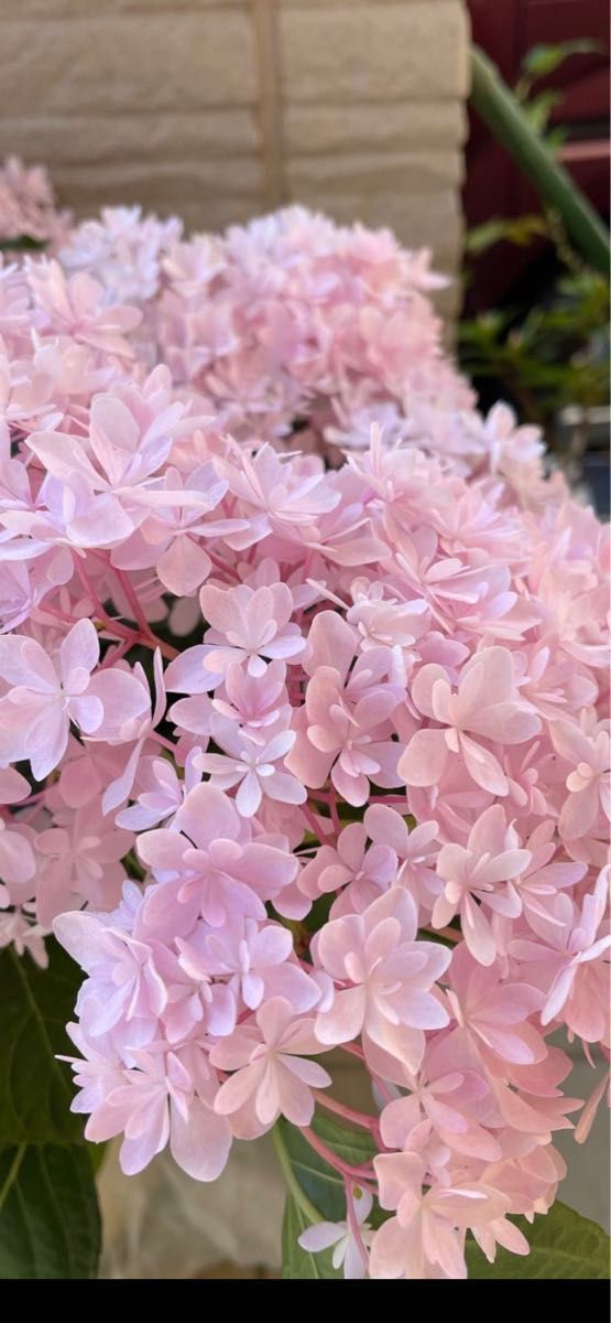 アジサイ 超美しい限定品種　新品種　桜のころ希少紫陽花2年生苗 w