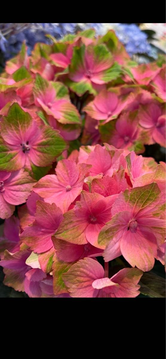 美しい品種の紫陽花　開花の株苗