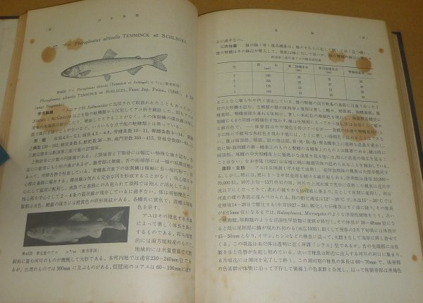 淡水魚1957『日本列島産淡水魚類総説』 青柳兵司 著の画像6