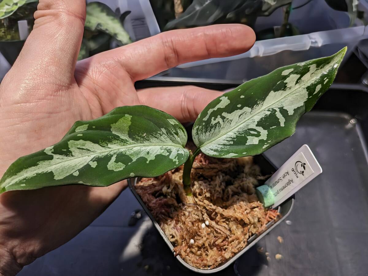 【LA便AS＋】 Aglaonema pictum AS+ Aceh sumatera 【LA0616-05i】 アグラオネマの画像2