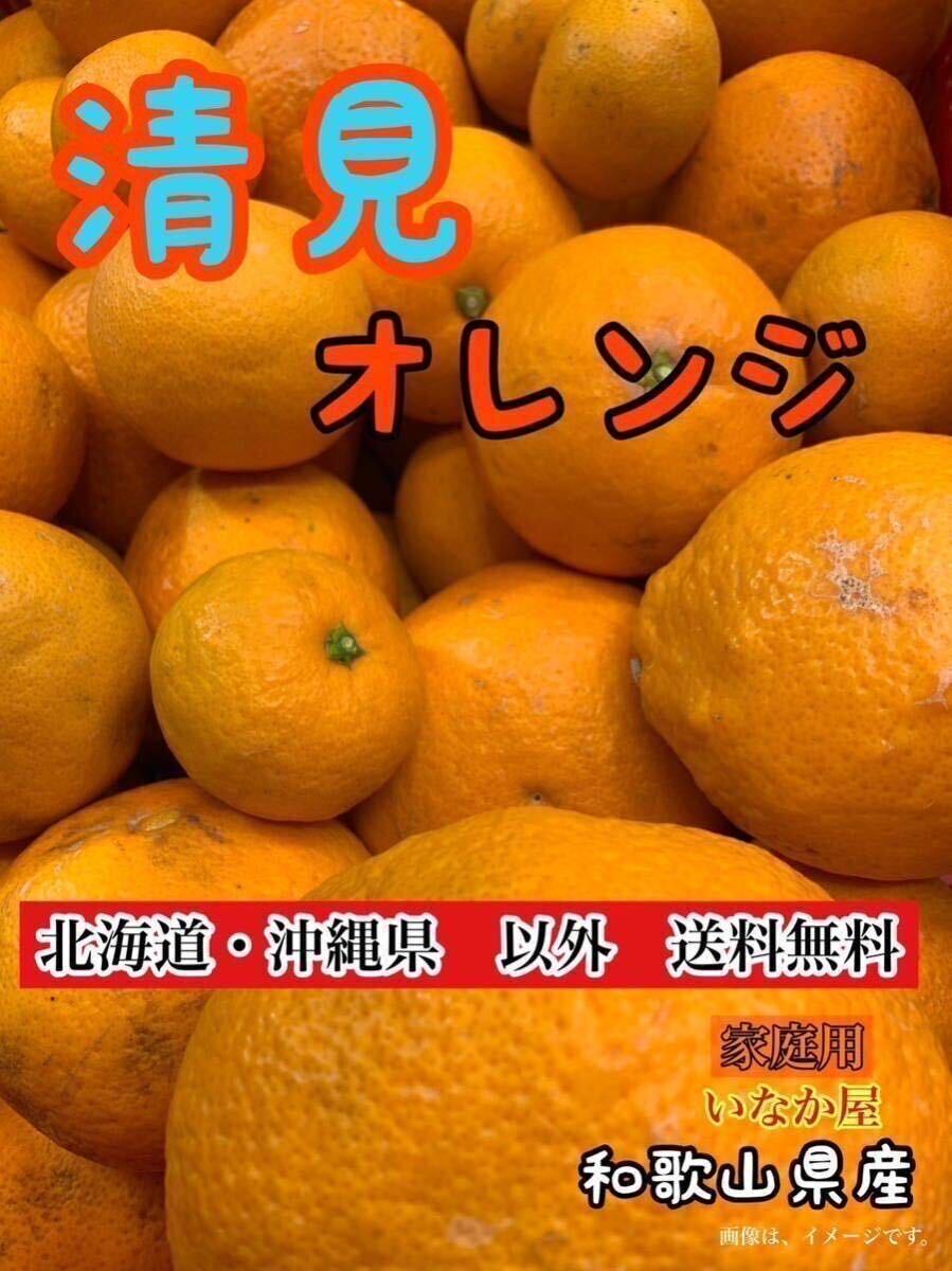 和歌山県 清見 オレンジ フルーツ 家庭用 b品 セール 早い者勝ち 柑橘   の画像1