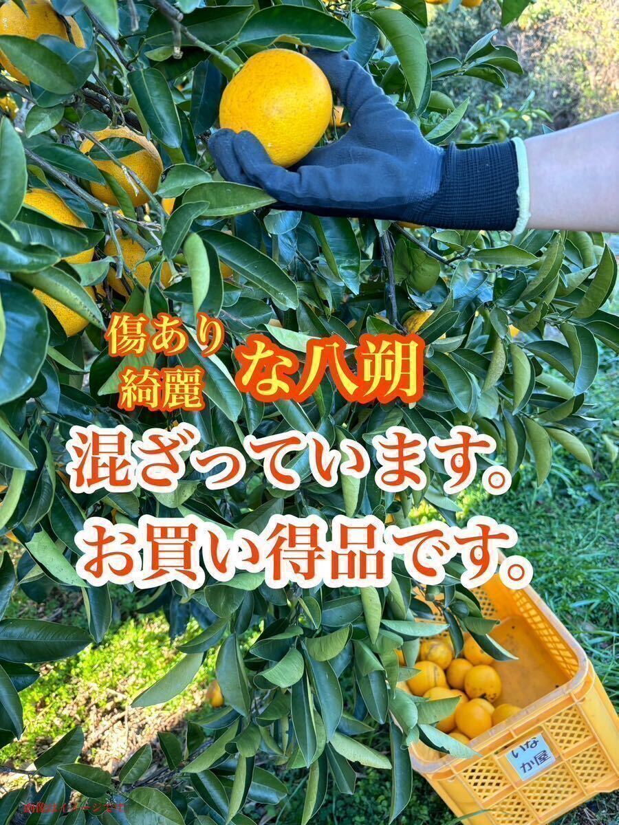 和歌山県産 八朔 はっさく 柑橘 フルーツ みかん 家庭用 早い者勝ち 残り少しの画像2