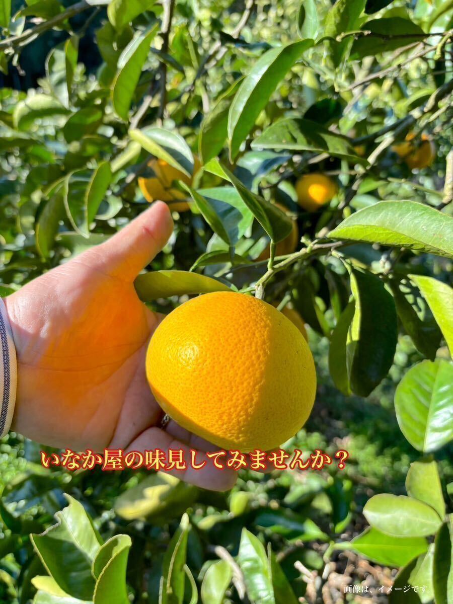 和歌山県産 八朔 はっさく 柑橘 フルーツ みかん 家庭用 早い者勝ち 残り少し の画像4