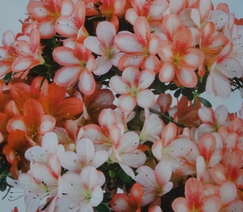 【趣味のさつき】人気品種の小品 「八咫の鏡」 樹高 17㎝ 幹回り 14㎝ 皐月盆栽  の画像8