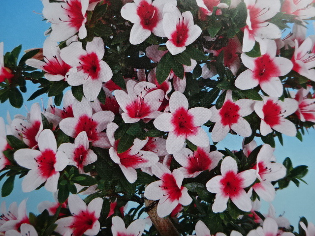 【趣味のさつき】人気品種の極小品 「日の丸」 樹高 14㎝ 樹幅 17㎝ 皐月盆栽  の画像10