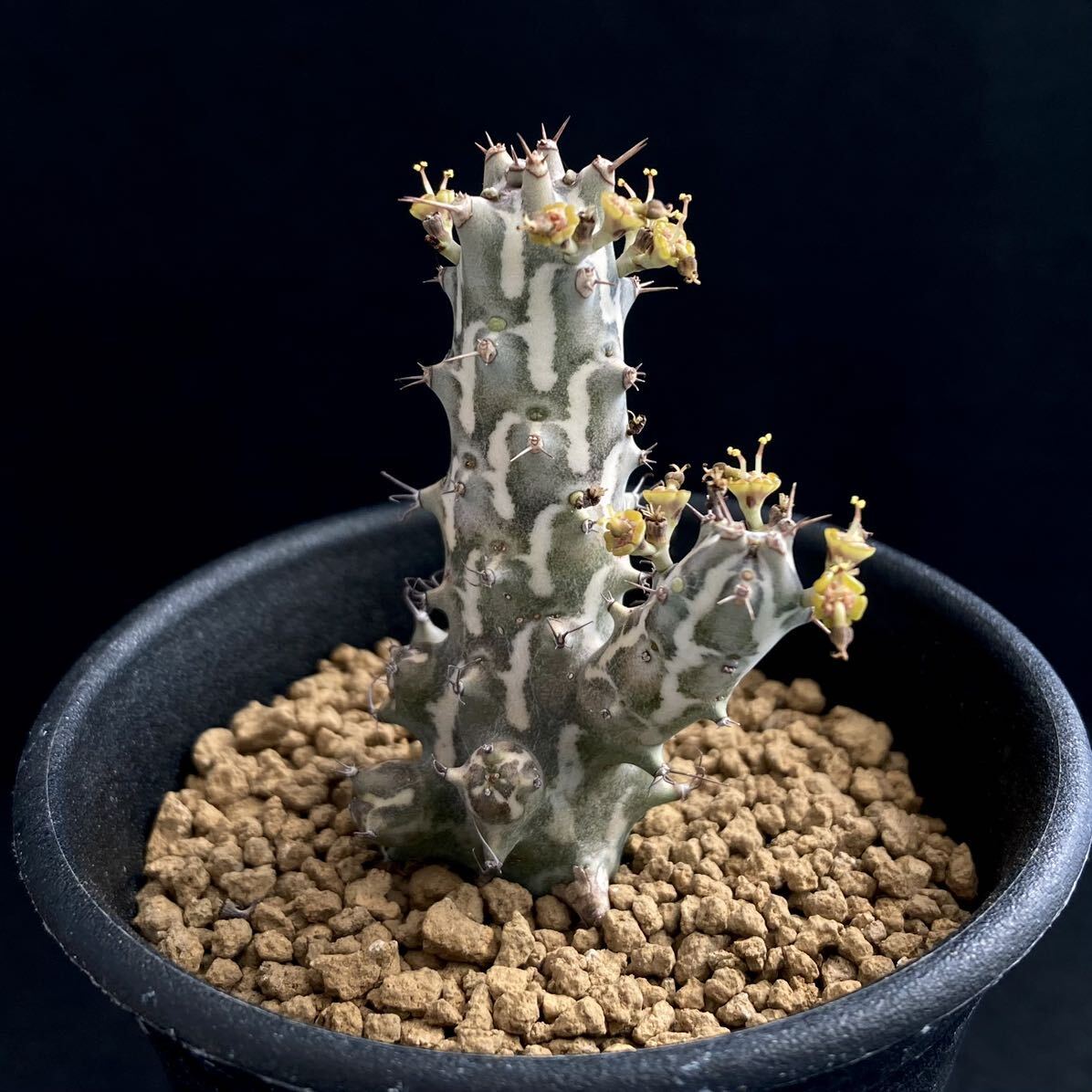 σ ユーフォルビア ホルウーディ 2.5号 Euphorbia horwoodii (本物) 多肉植物 サボテン ホールウッディ ホルウッディー ホリダ オベサ_画像3