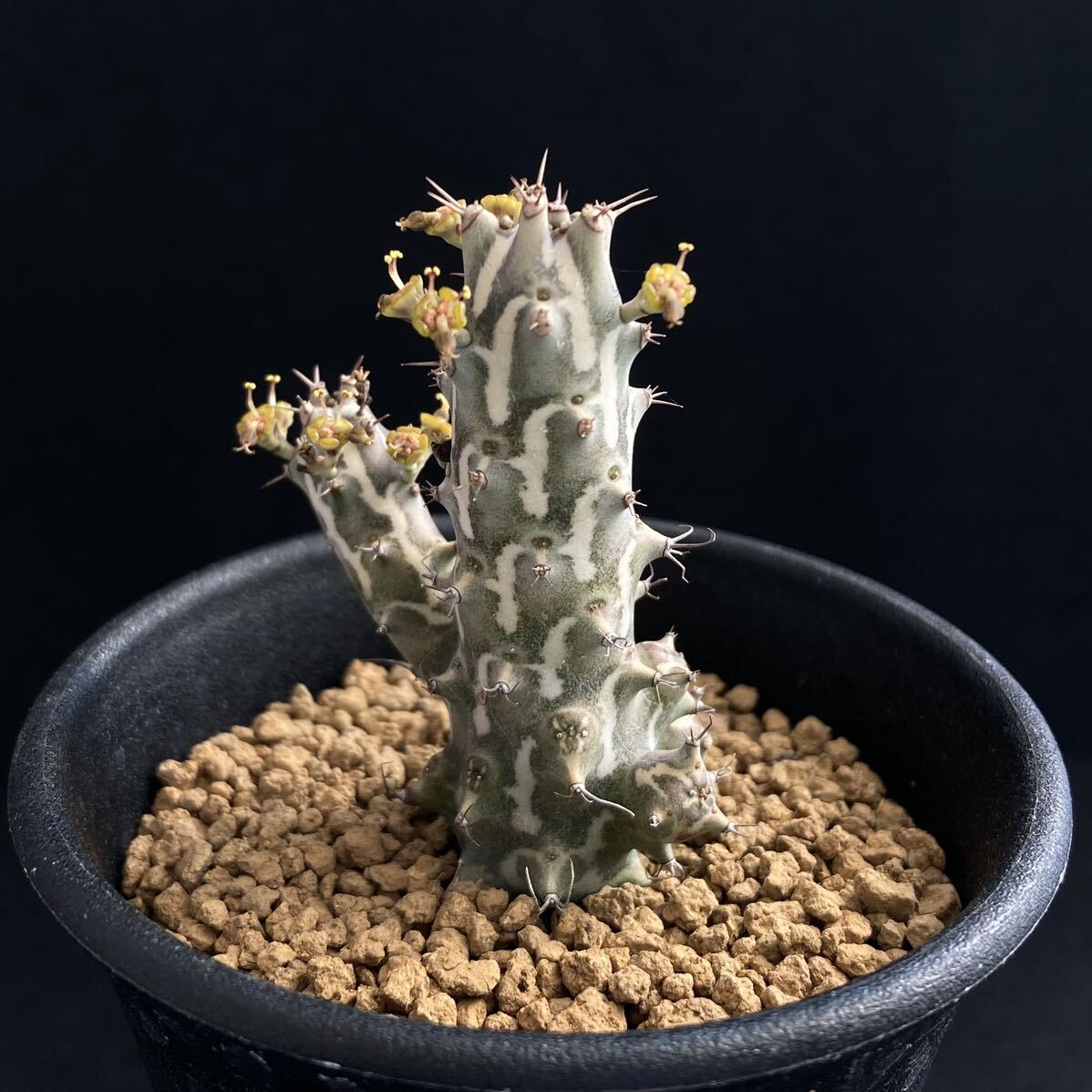 σ ユーフォルビア ホルウーディ 2.5号 Euphorbia horwoodii (本物) 多肉植物 サボテン ホールウッディ ホルウッディー ホリダ オベサ_画像5